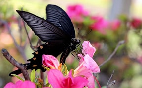 Photograph of a black swallowtail butterfly taken by Ameshin.